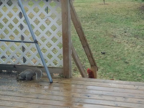 A chicken and a squirrel visiting our deck